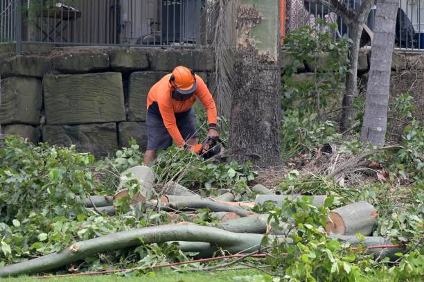 Best Affordable Tree Service  in Erlanger, KY